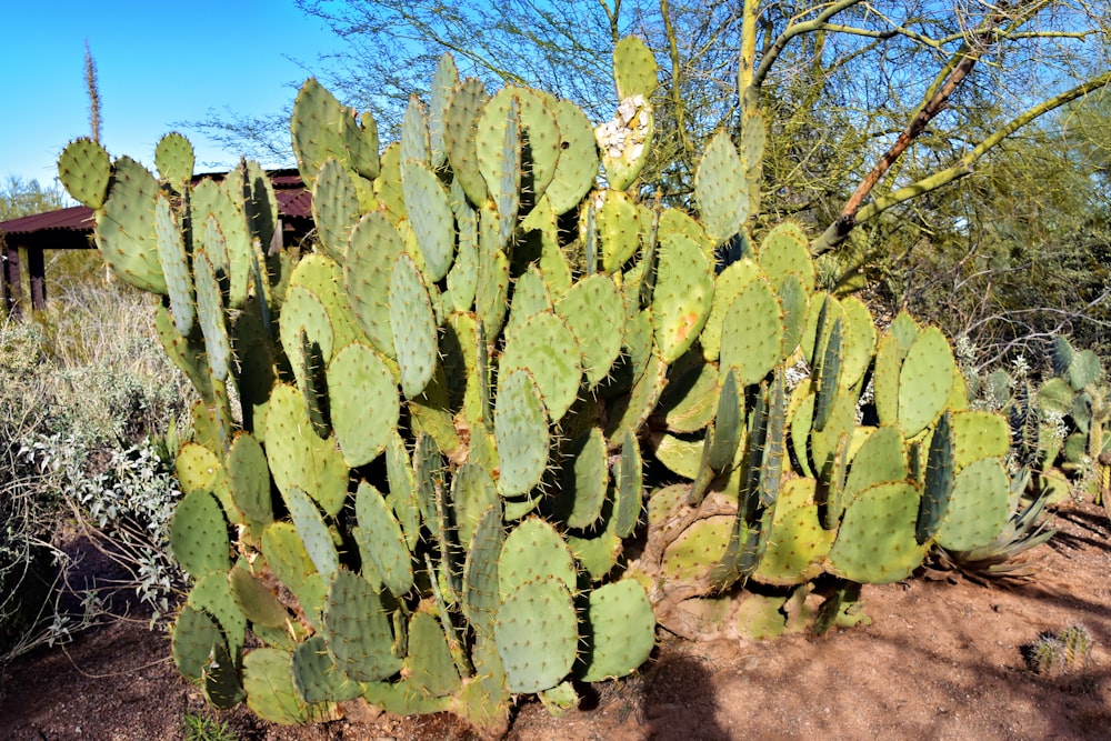 un grande cactus verde in un campo sterrato