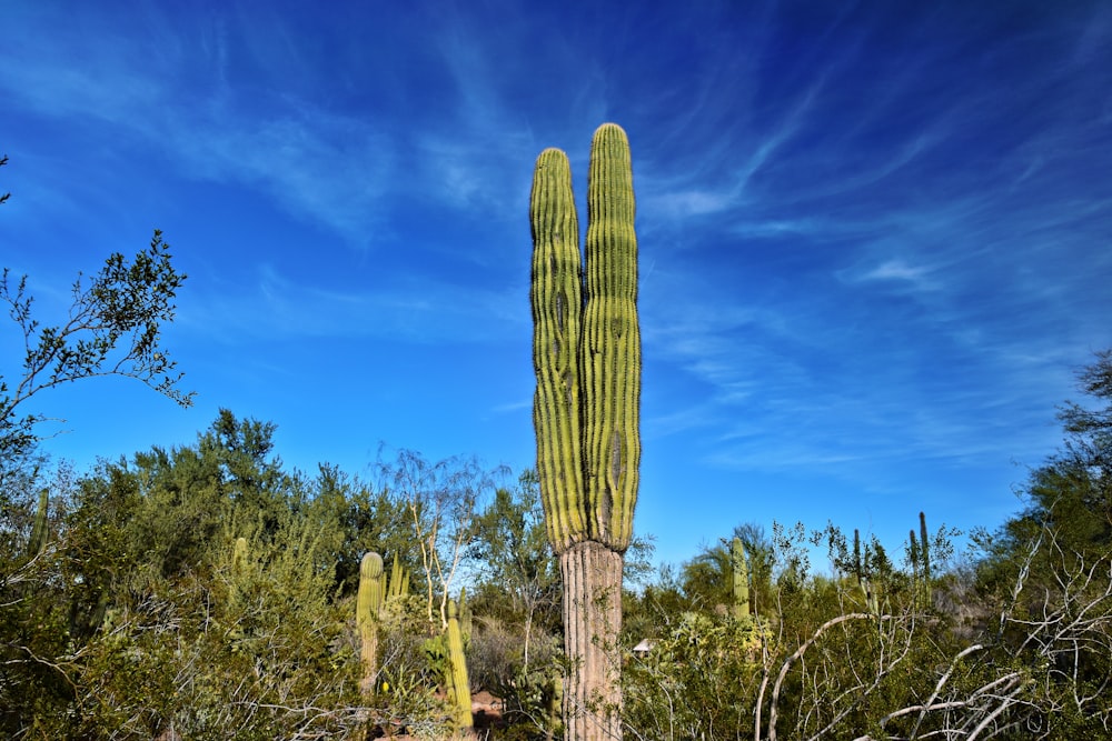 a tall cactus standing in the middle of a forest