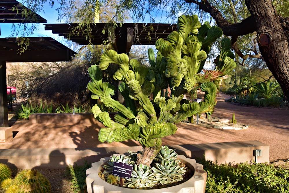 a large green plant in a white planter