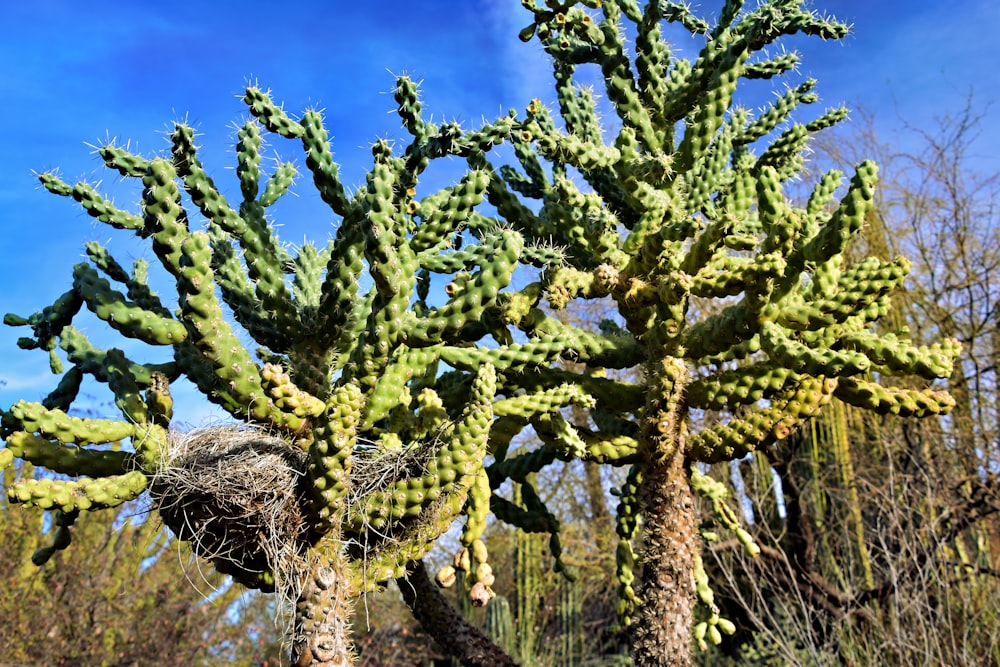 a large cactus with a bird nest in it