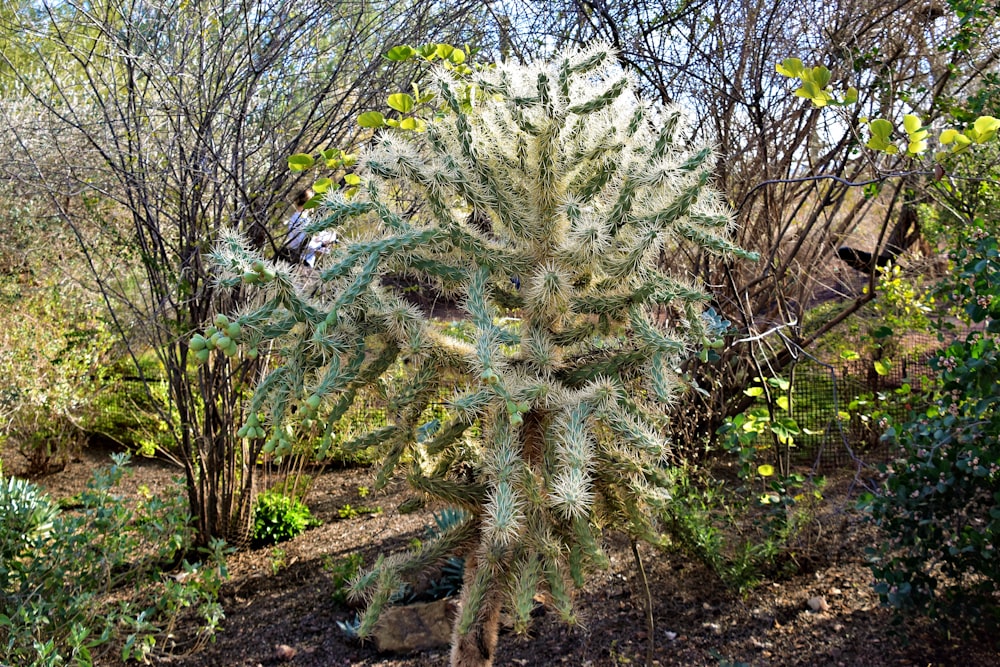 a large green cactus plant in a garden