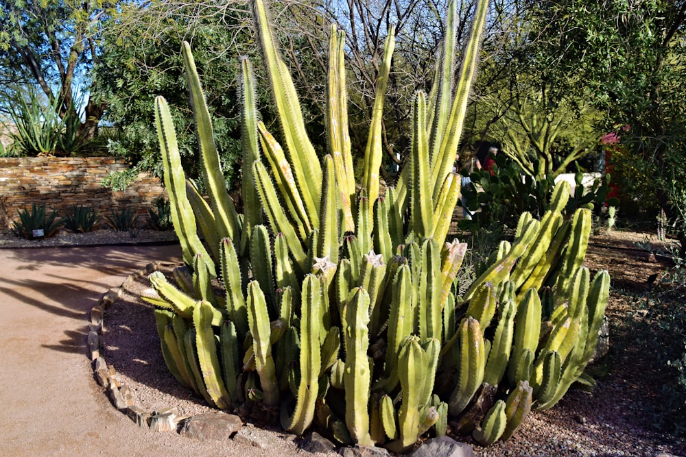 eine große grüne Kakteenpflanze in einem Garten