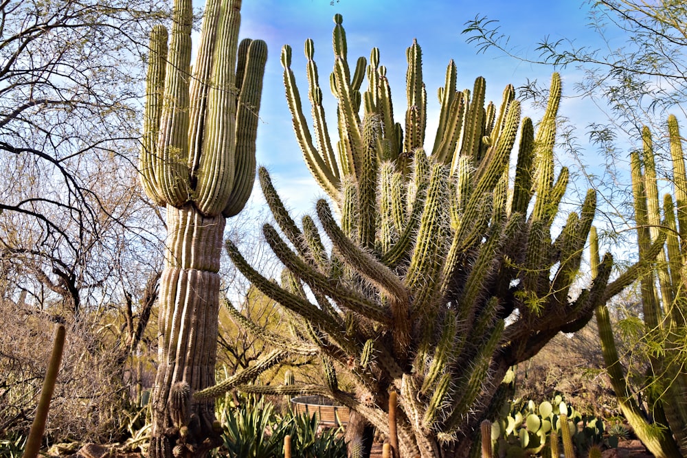a large group of cactus trees in a field
