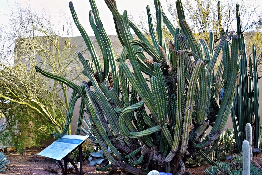 a large cactus plant in a garden next to a bench