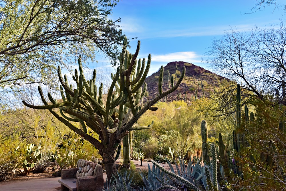 un jardín de cactus con una montaña al fondo