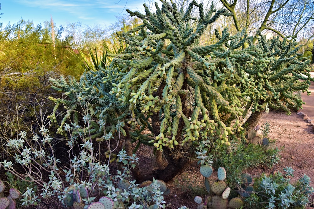 a cactus garden with many different types of cactus