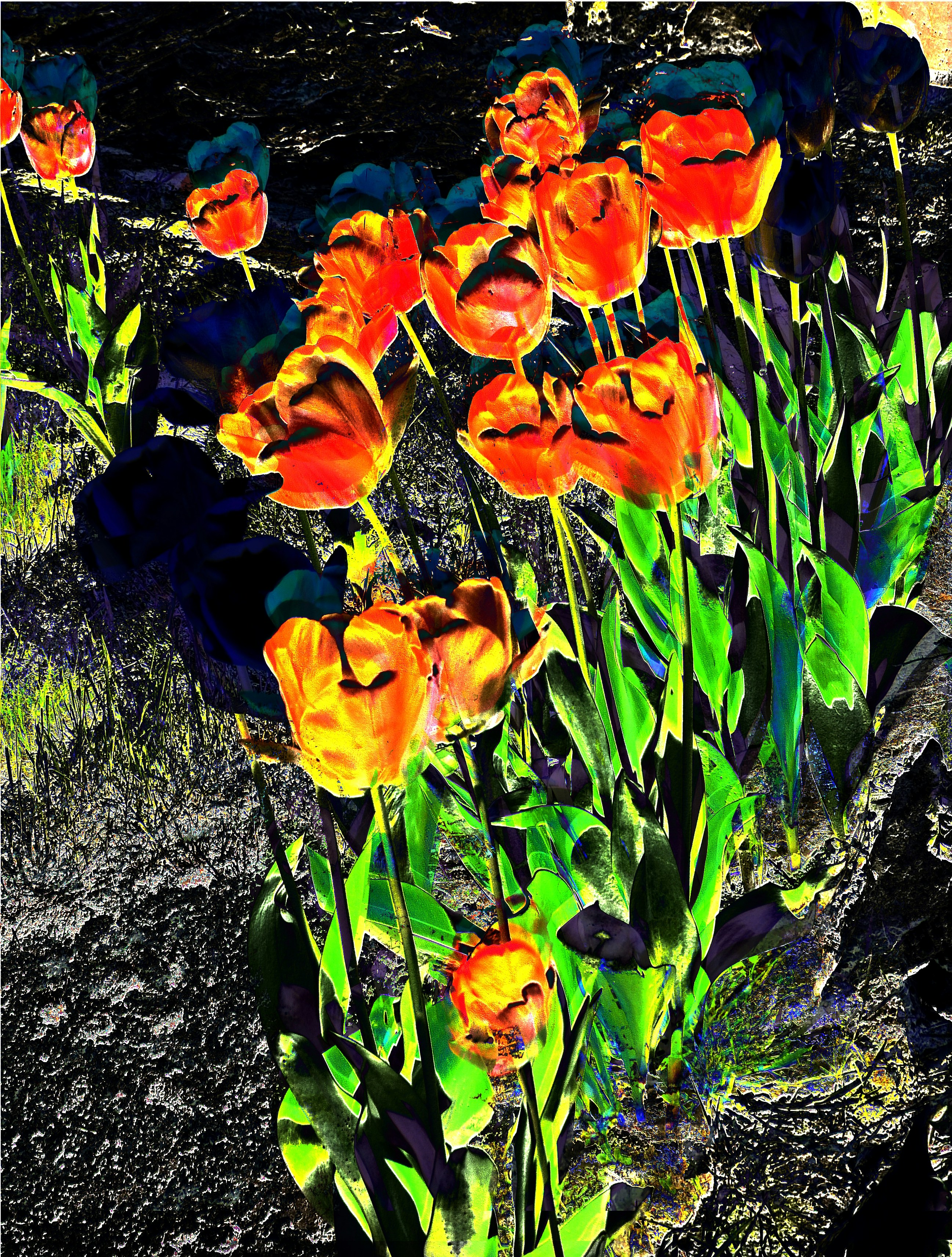 a bunch of orange flowers in a field