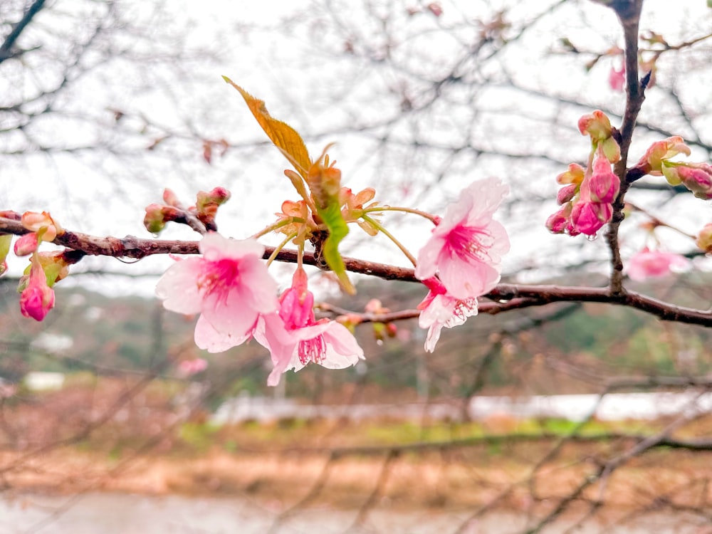 a branch of a tree with pink flowers