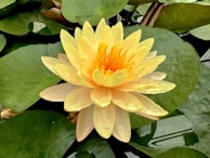 a large yellow flower sitting on top of green leaves
