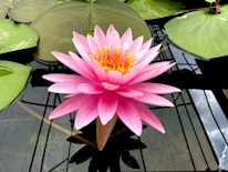 a pink water lily in a pond with lily pads