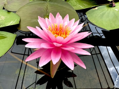 a pink water lily in a pond with lily pads
