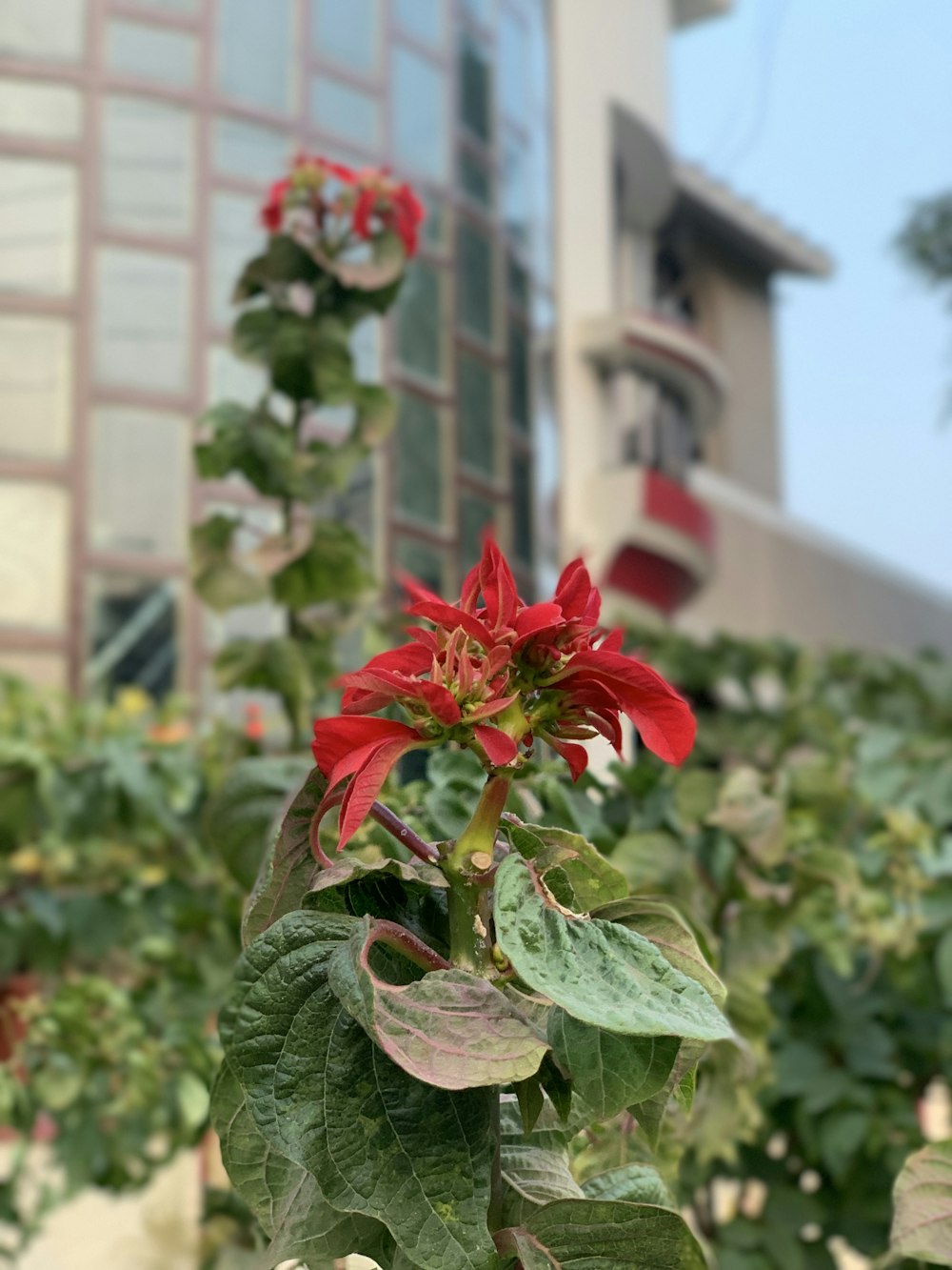 a red flower with green leaves in front of a building
