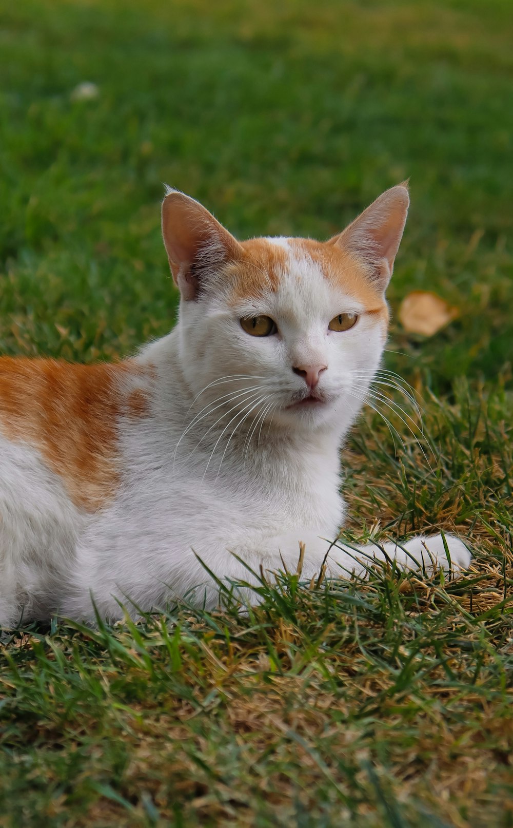 an orange and white cat laying in the grass