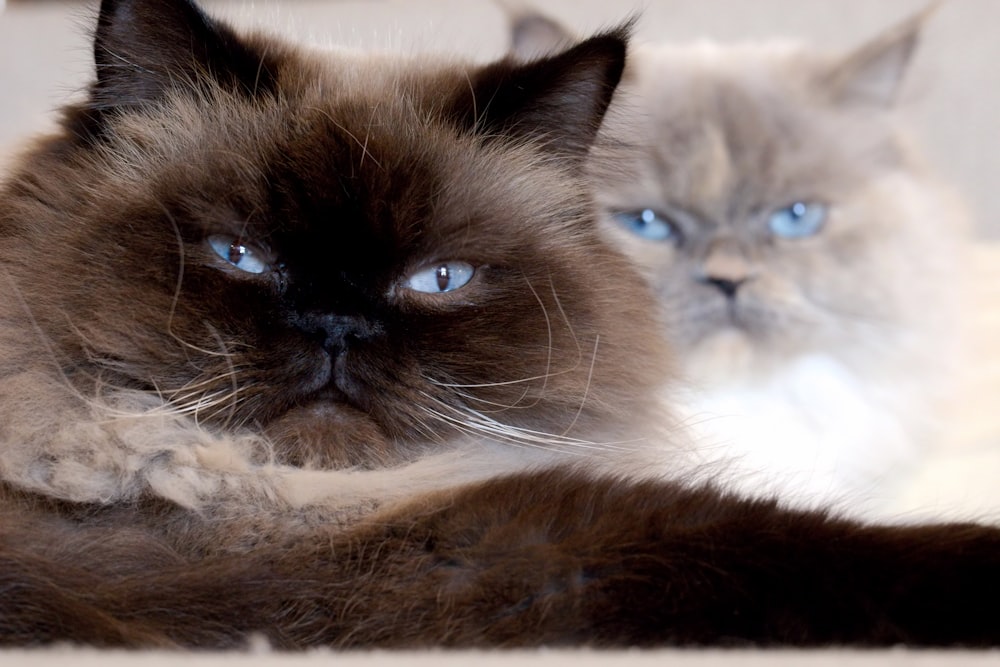 a siamese cat with blue eyes laying on the floor