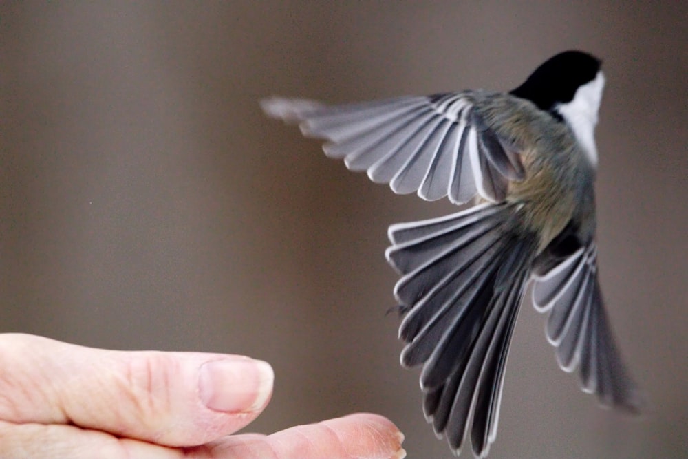 ein Vogel, der in der Luft fliegt