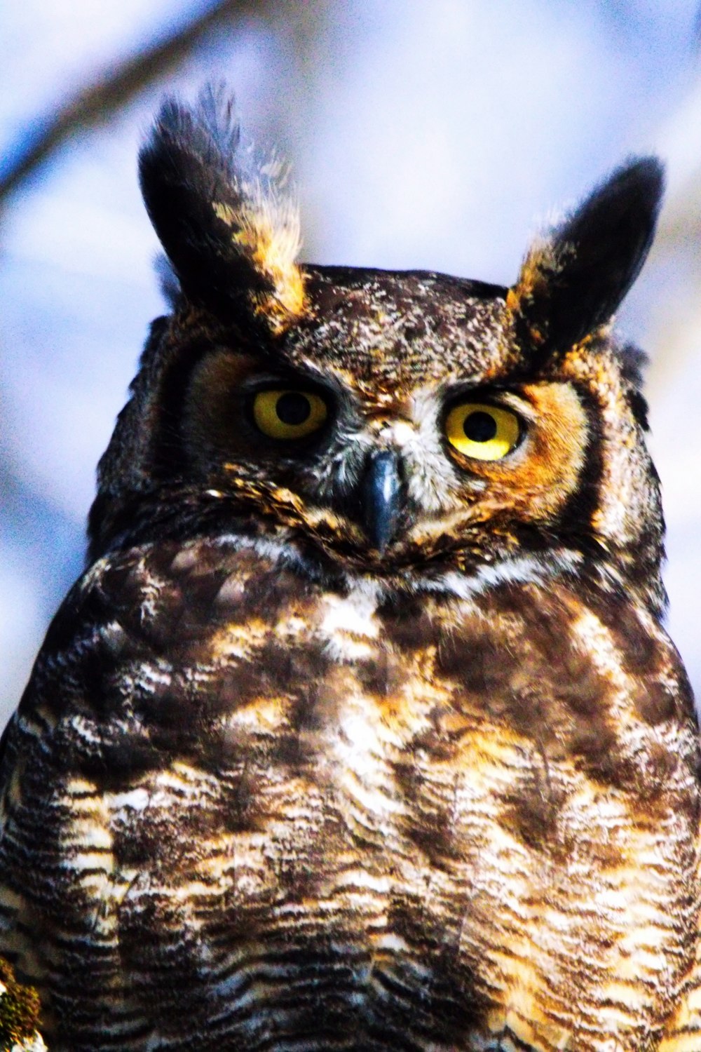 an owl with yellow eyes sitting on a branch