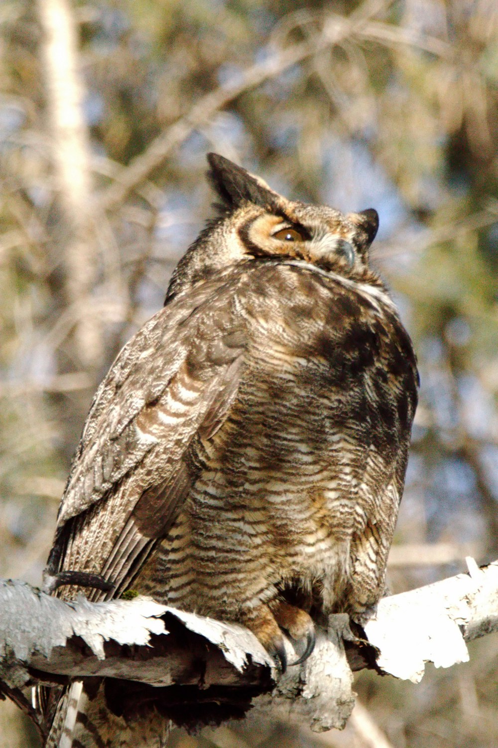 an owl sitting on top of a tree branch