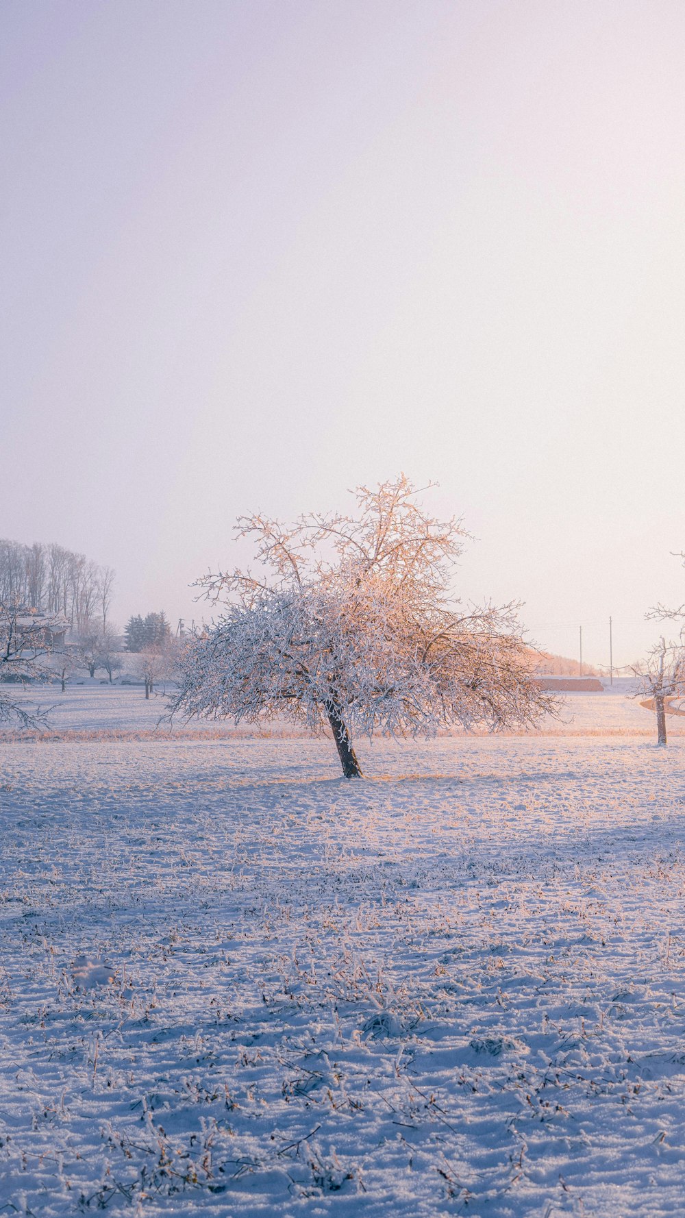 a snow covered field with a lone tree