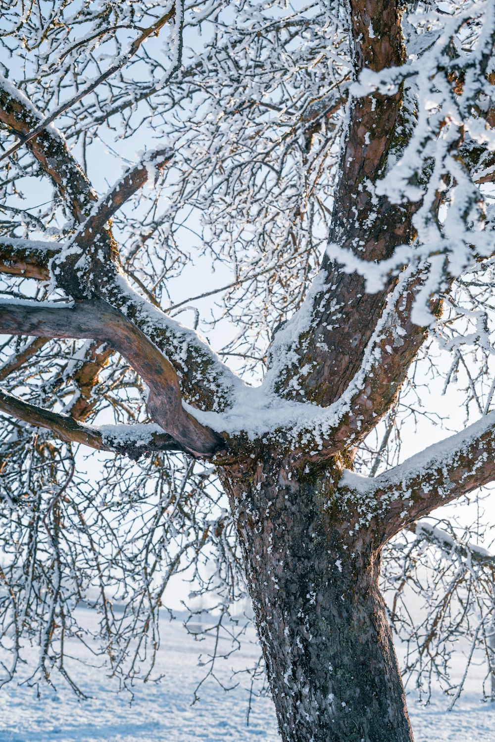 a snow covered tree in the middle of winter