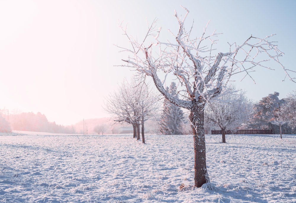 a snow covered field with a tree in the foreground