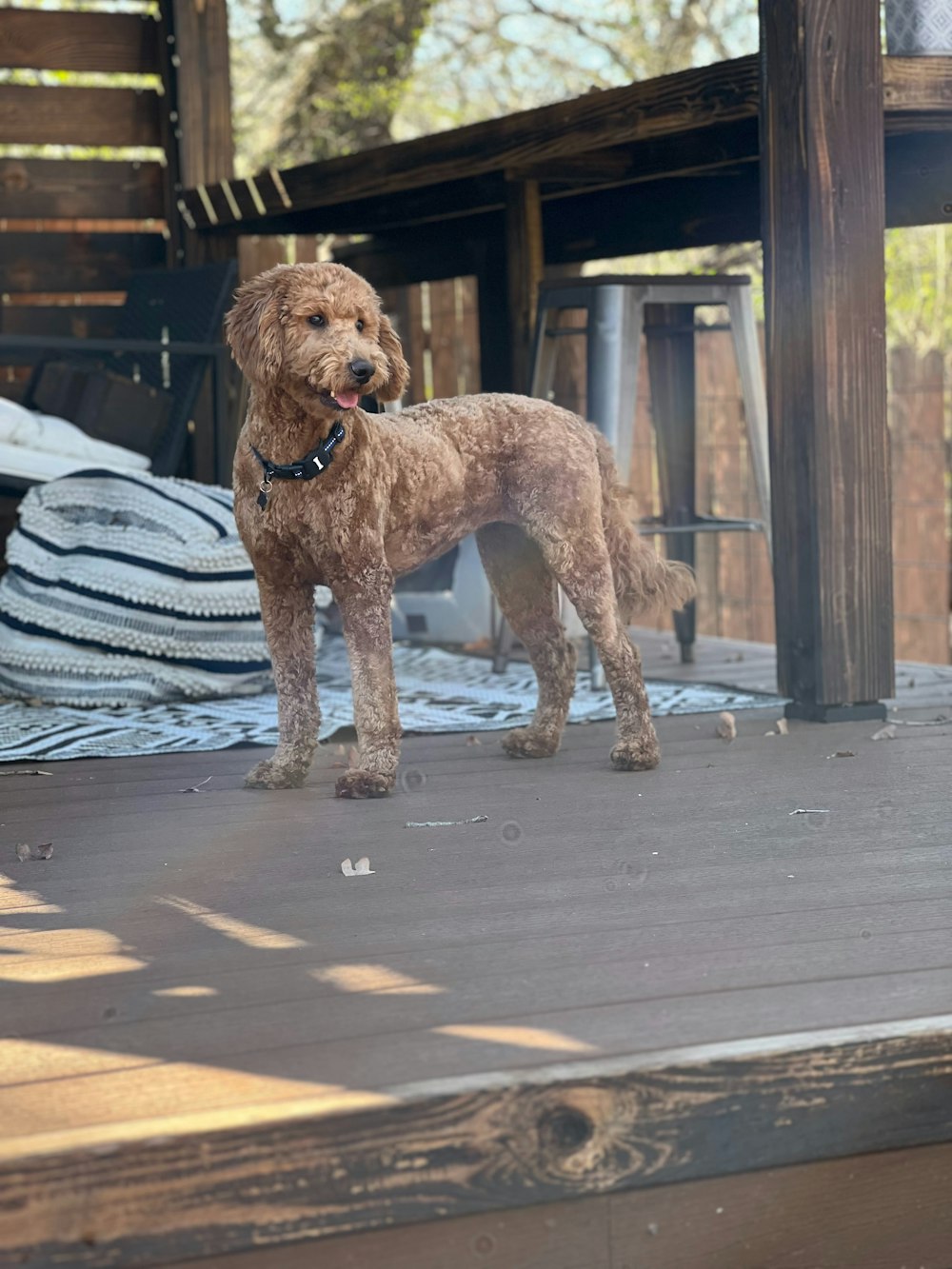 a brown dog standing on top of a wooden deck