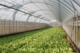 a large greenhouse filled with lots of green plants