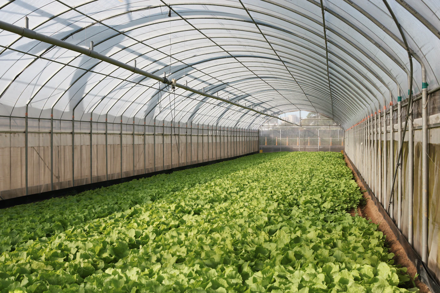 Greenhouse hidroponik