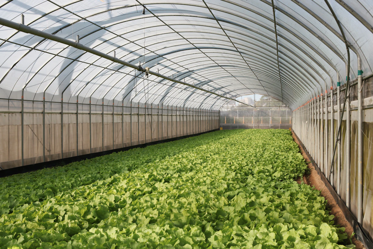 a large greenhouse filled with lots of green plants