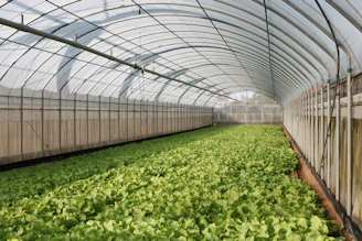 a large greenhouse filled with lots of green plants
