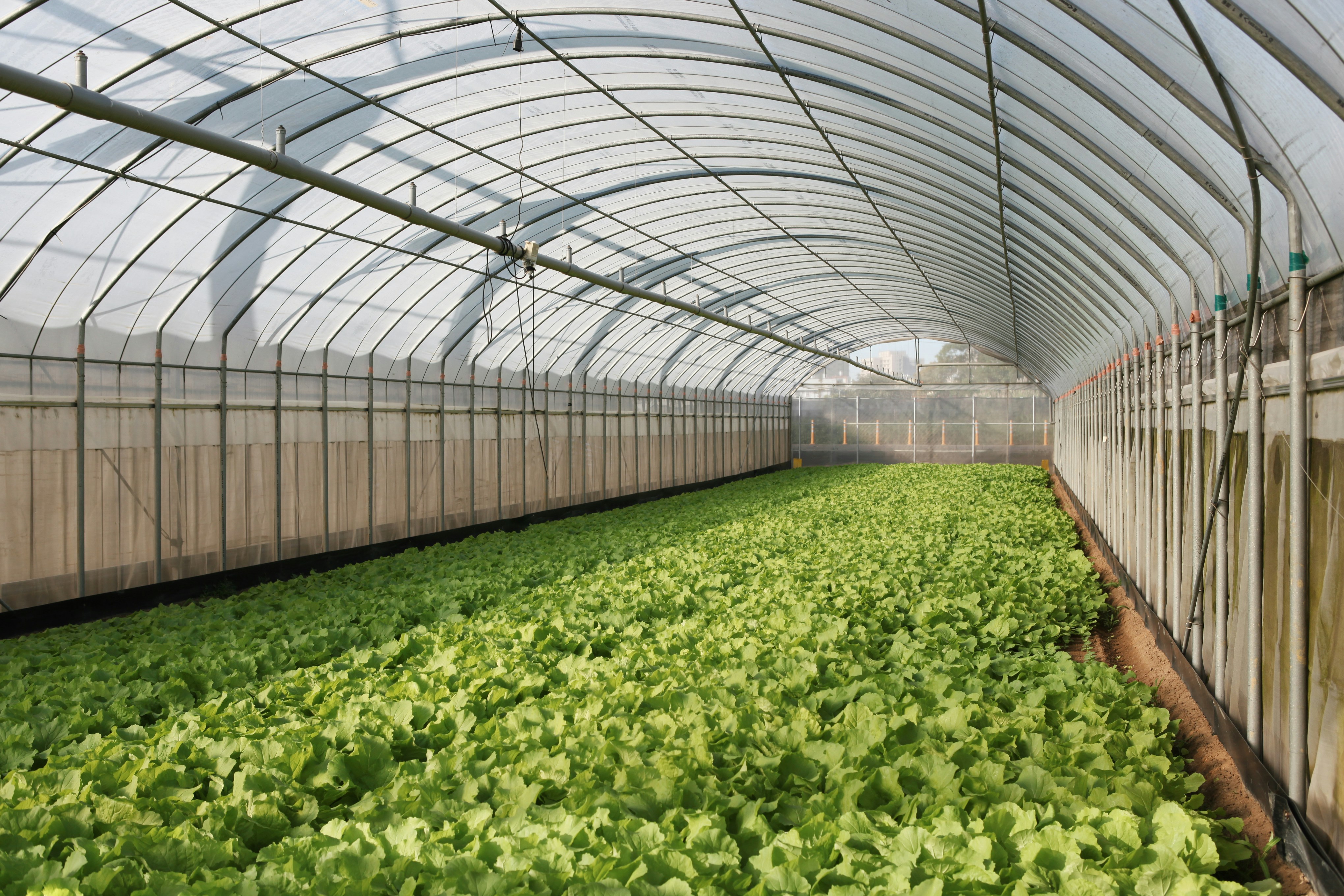 Lush rows of vibrant green lettuce fill a greenhouse.