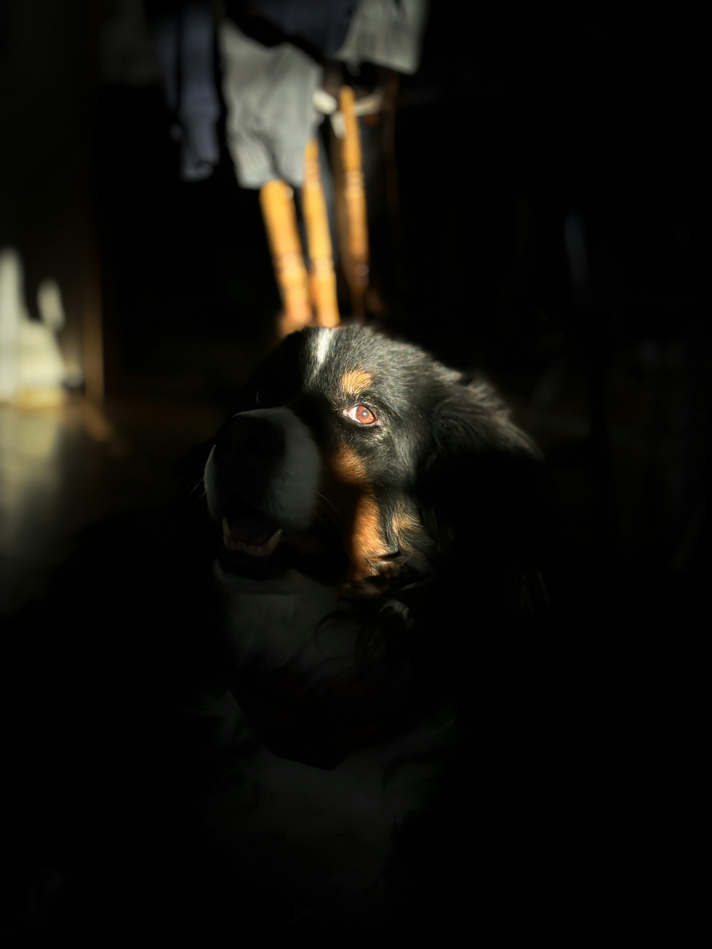 un cane sdraiato sul pavimento al buio