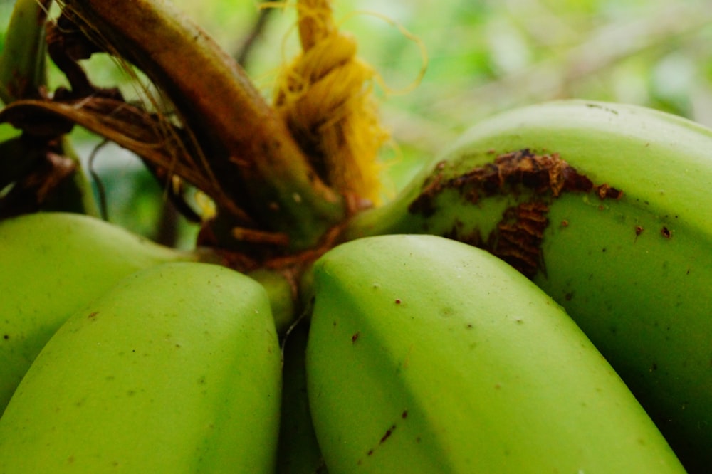 a bunch of green bananas hanging from a tree