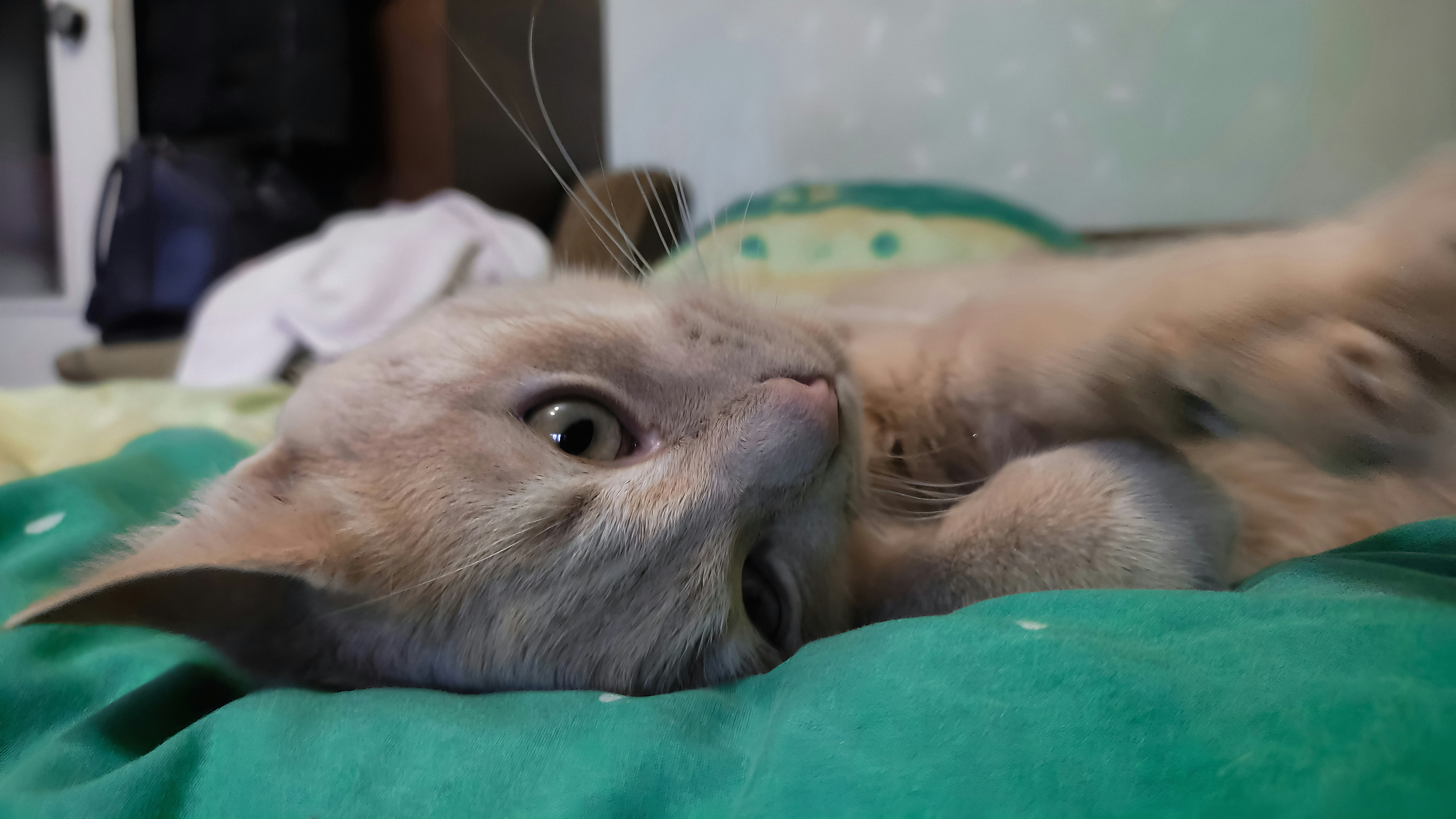 Seasonal Changes: The Cozy Adjuster (image credits: unsplash)