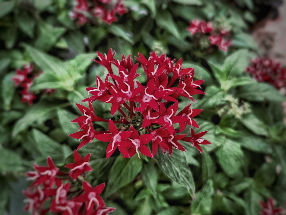 a close up of a bunch of red flowers