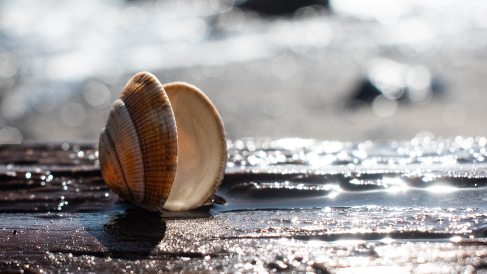 a shell is sitting on a wooden surface