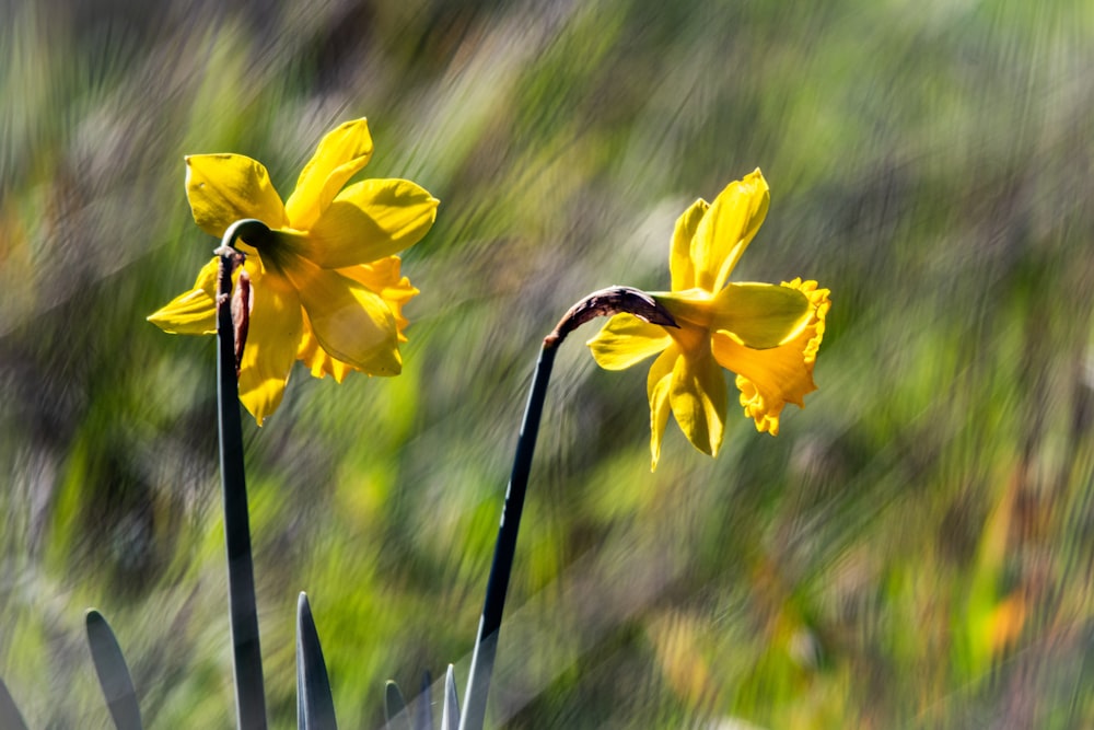 a couple of yellow flowers sitting on top of a lush green field