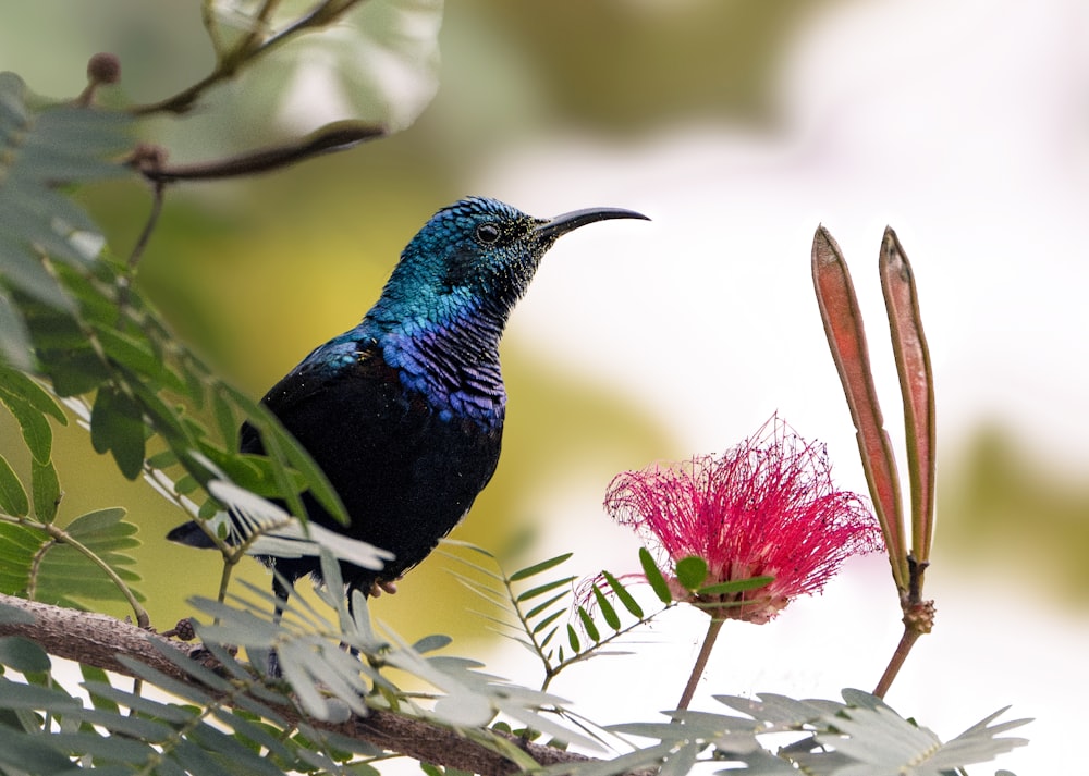 a bird sitting on a tree branch next to a flower