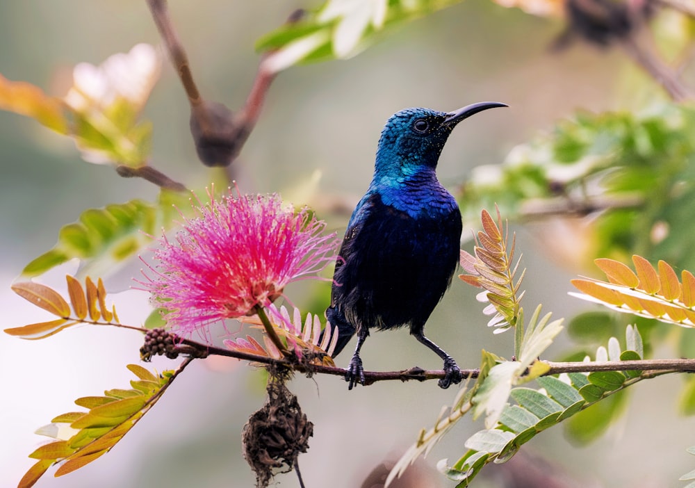 a blue bird sitting on a branch with a pink flower