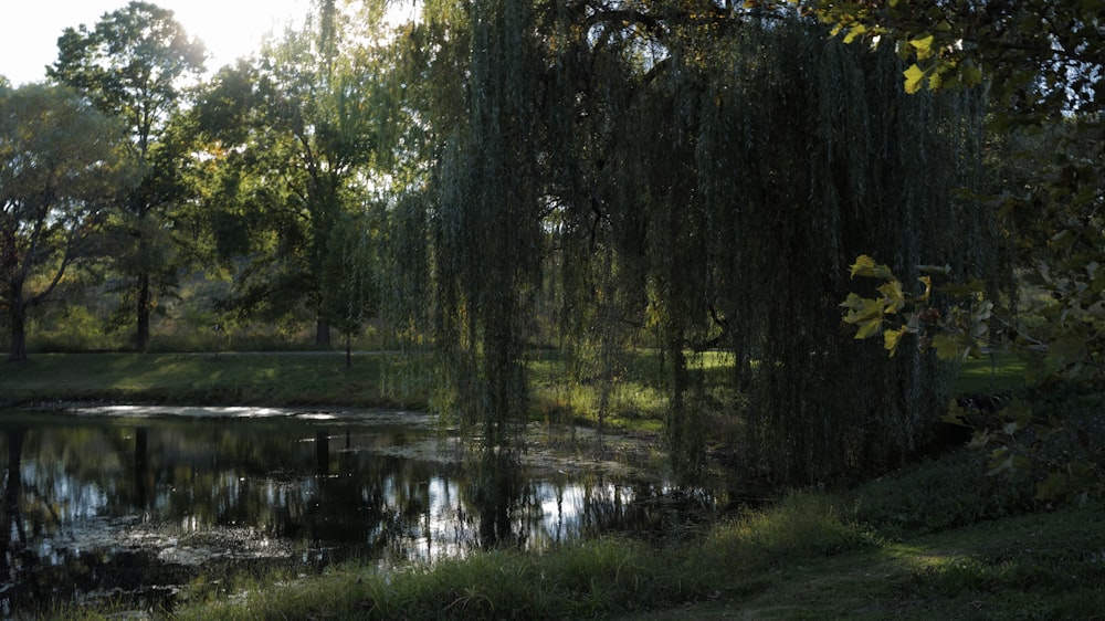 uma lagoa cercada por árvores em um parque