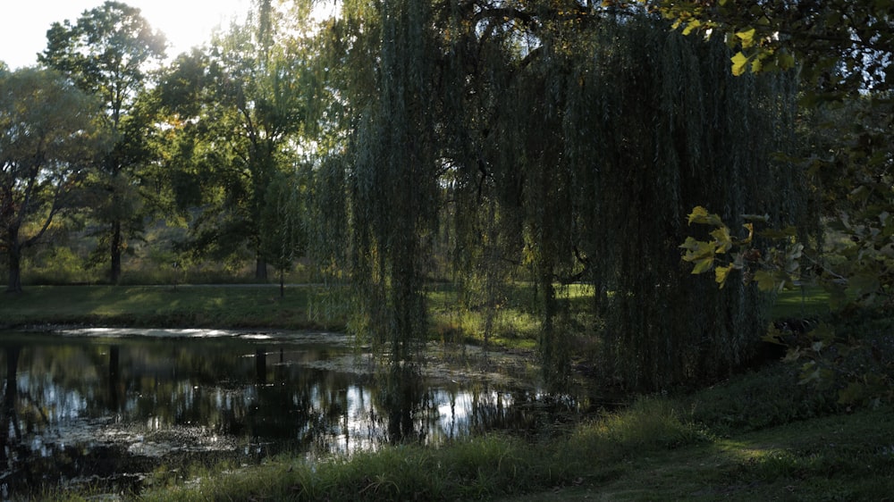 a pond surrounded by trees in a park