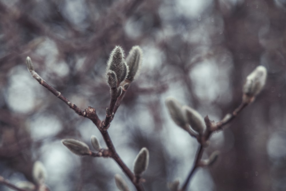 a tree branch with some buds on it