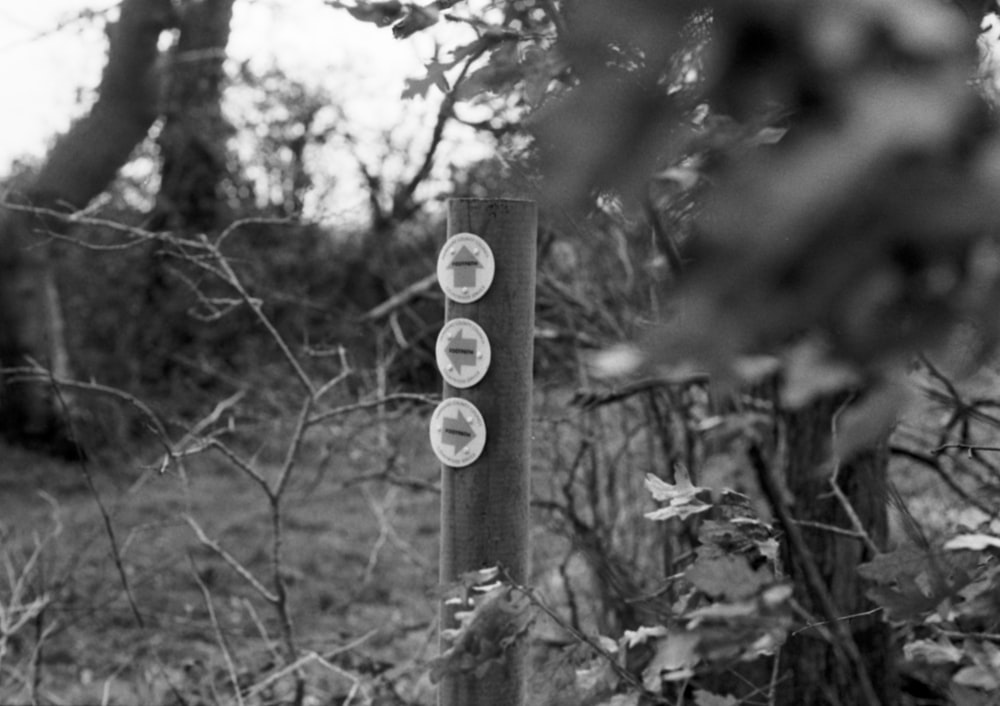 a black and white photo of a pole in the woods