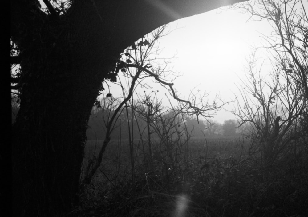 a black and white photo of the sun shining through the trees