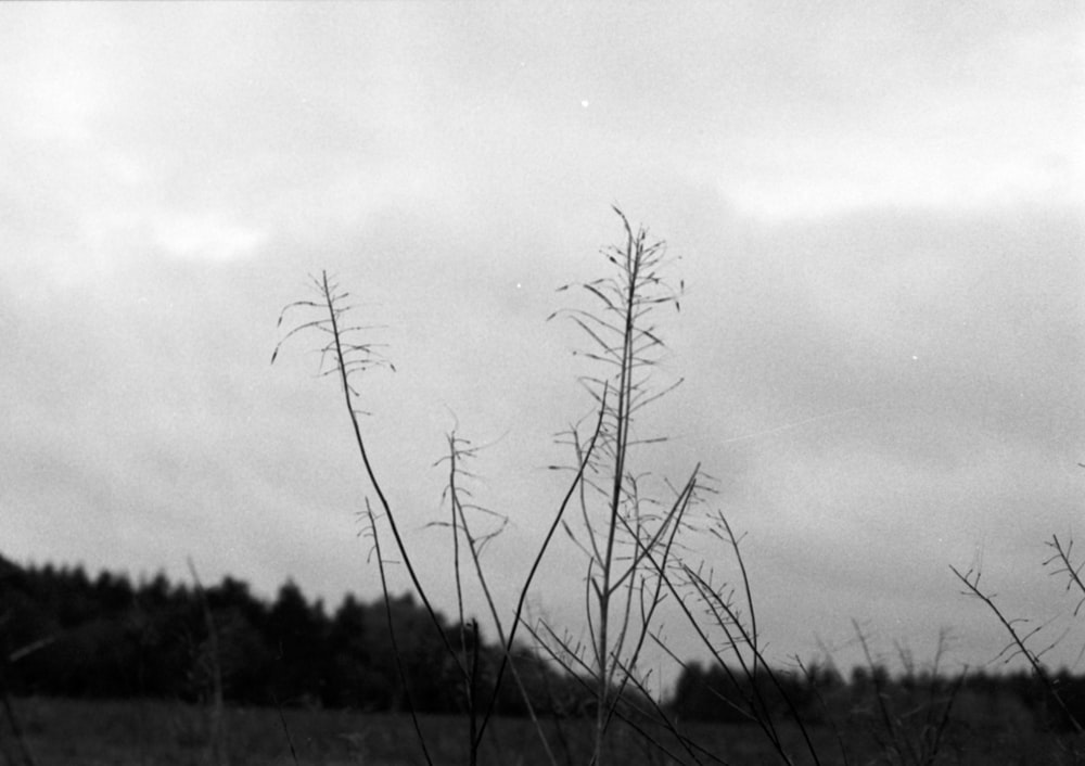 a black and white photo of a grassy field