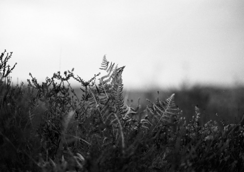 a black and white photo of a plant in a field