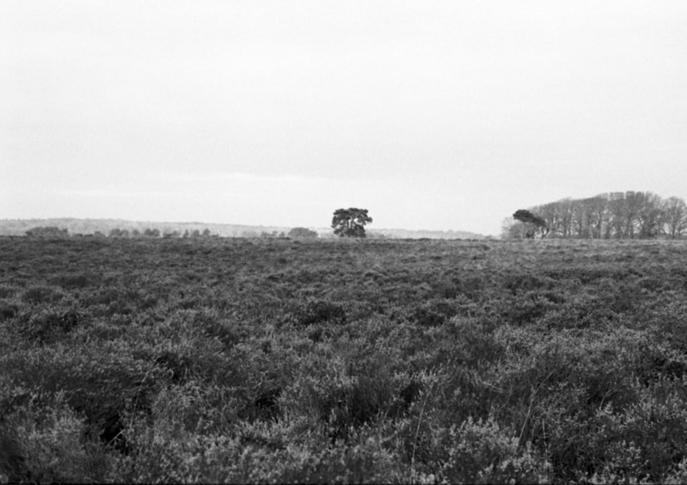 a black and white photo of a grassy field