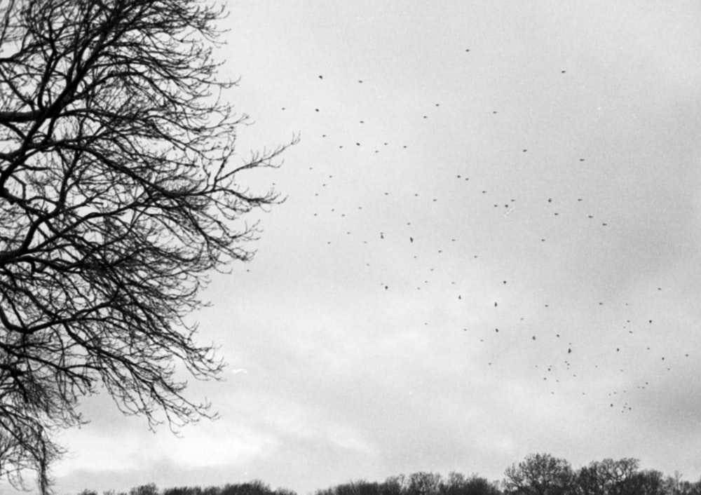 a black and white photo of birds flying in the sky