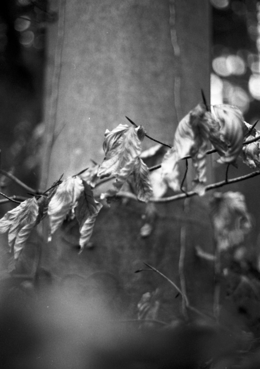 a black and white photo of dead leaves