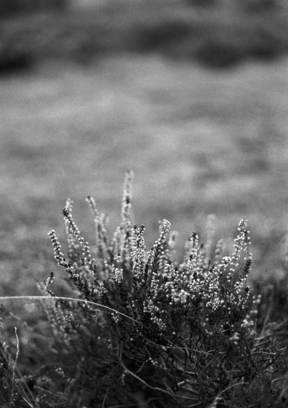 a black and white photo of a plant in a field