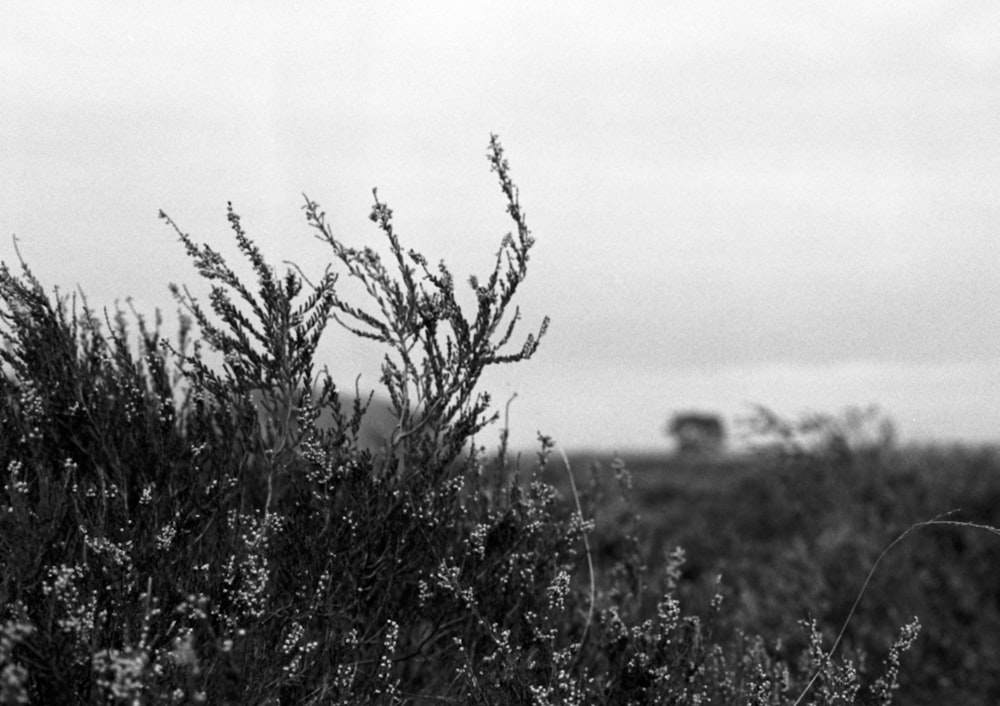 a black and white photo of a field